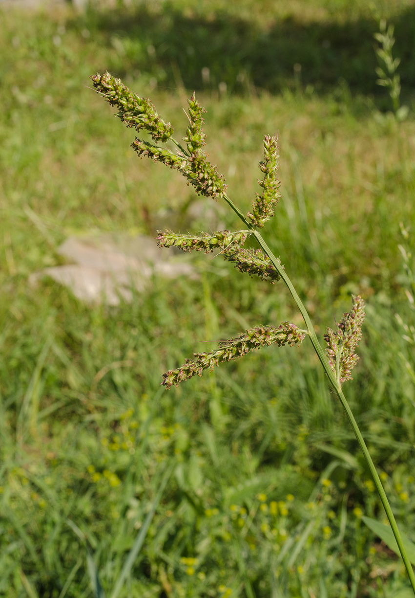 Изображение особи Echinochloa crus-galli.