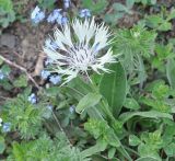 Centaurea cheiranthifolia