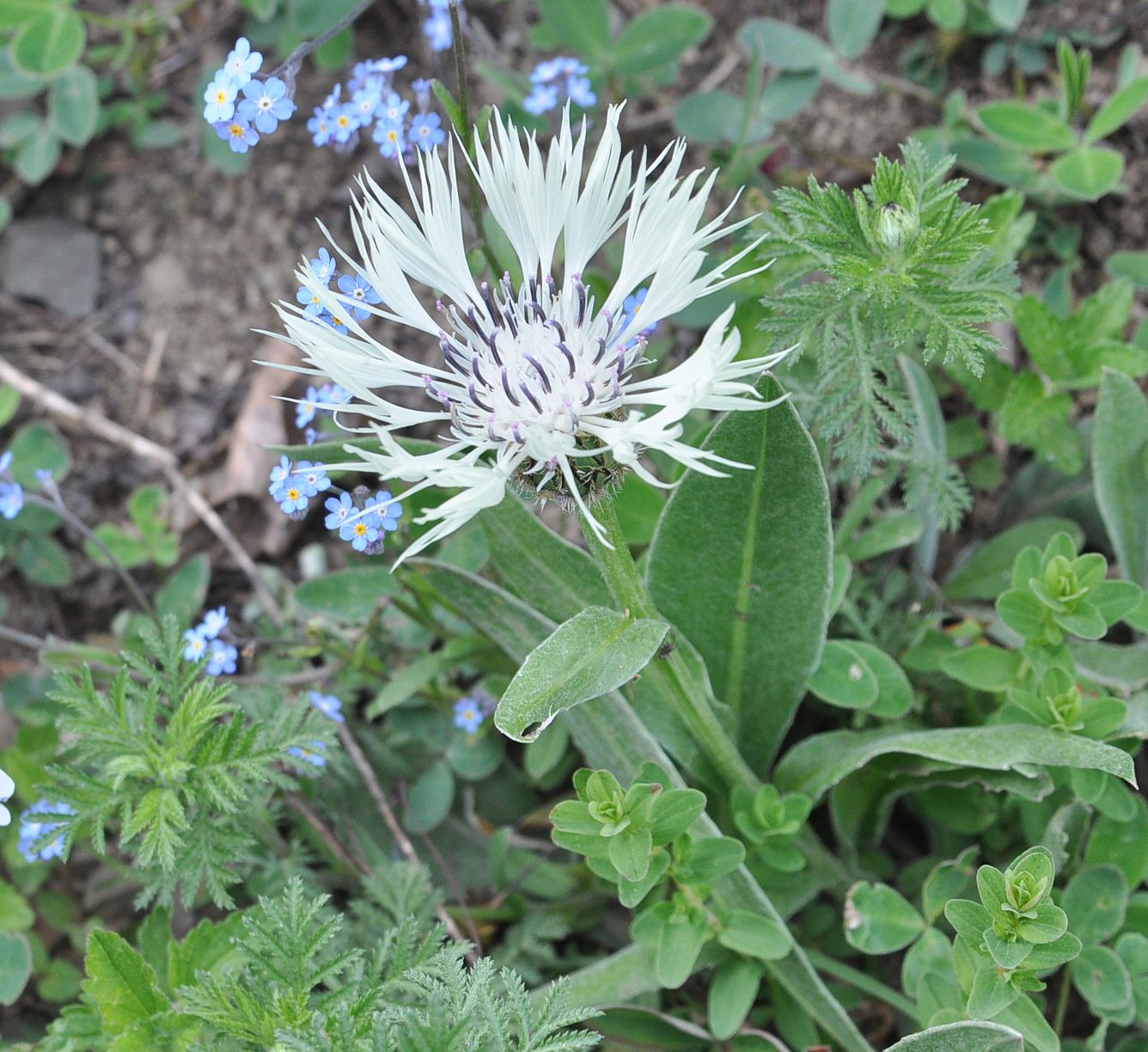 Image of Centaurea cheiranthifolia specimen.