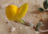 Lotus halophilus