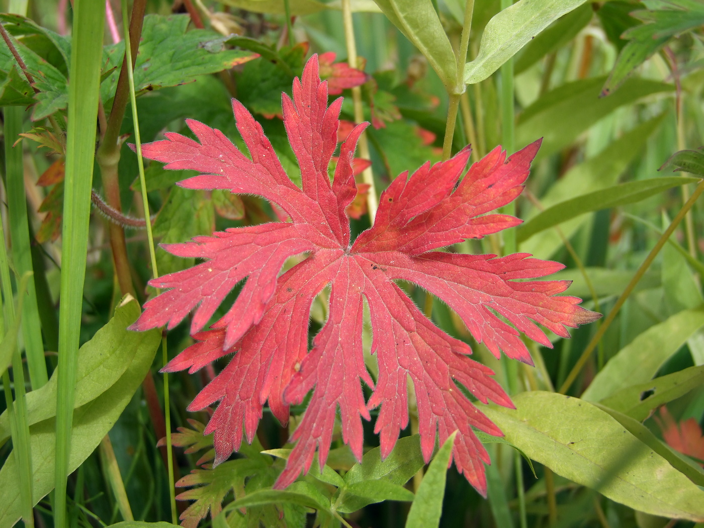 Изображение особи Geranium pratense.