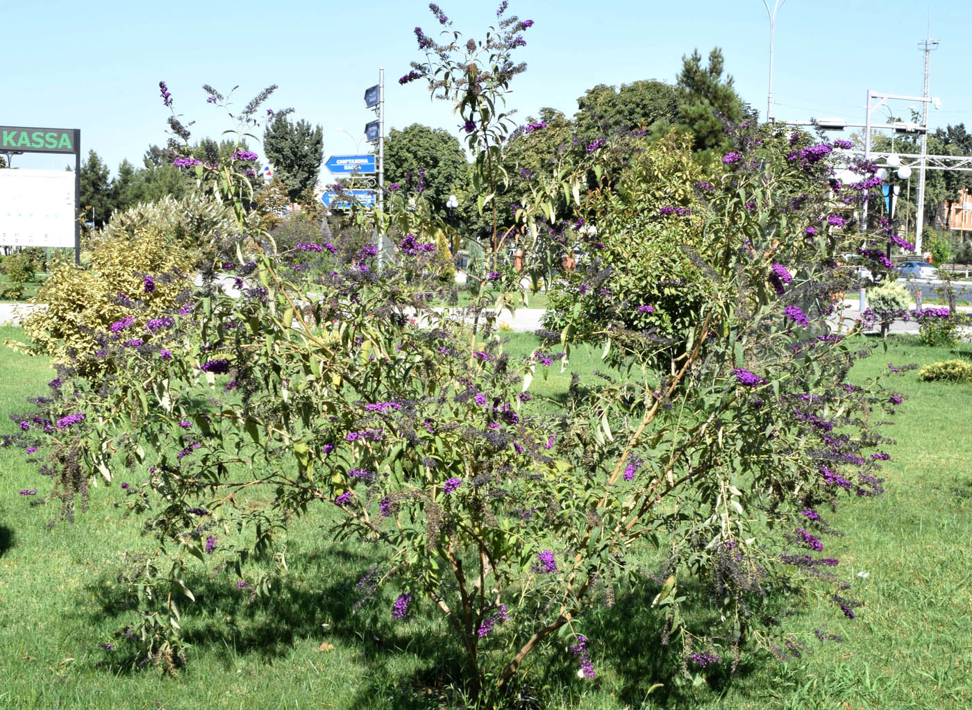 Image of Buddleja davidii specimen.