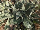 Salvia argentea