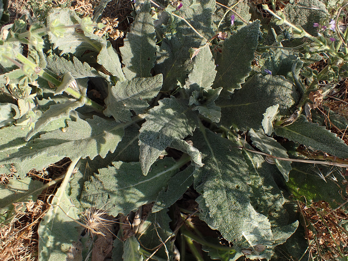 Изображение особи Salvia argentea.