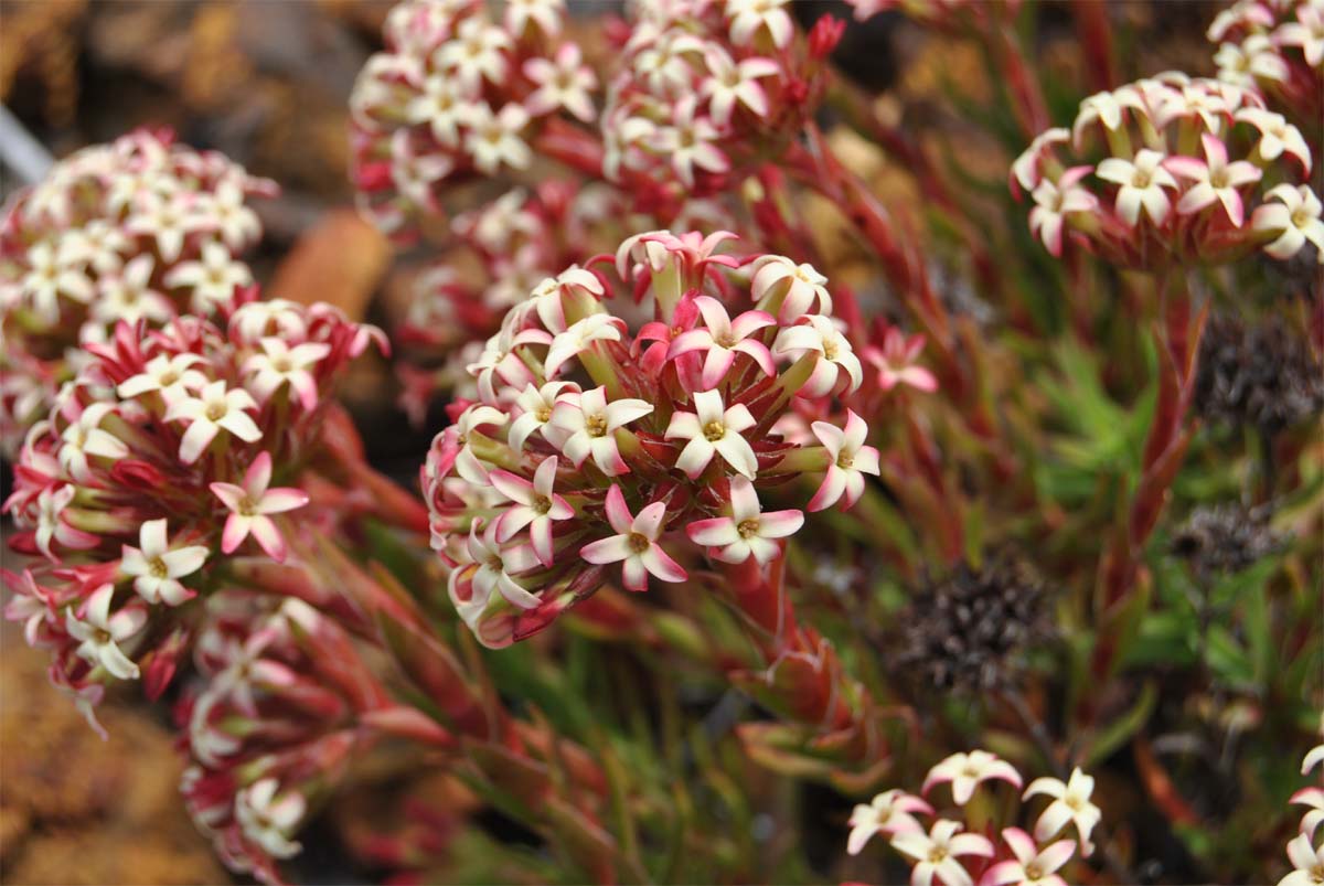 Изображение особи Crassula fascicularis.