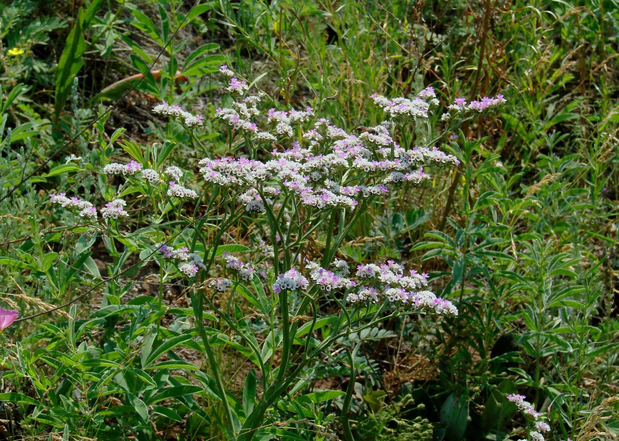 Image of Goniolimon speciosum specimen.