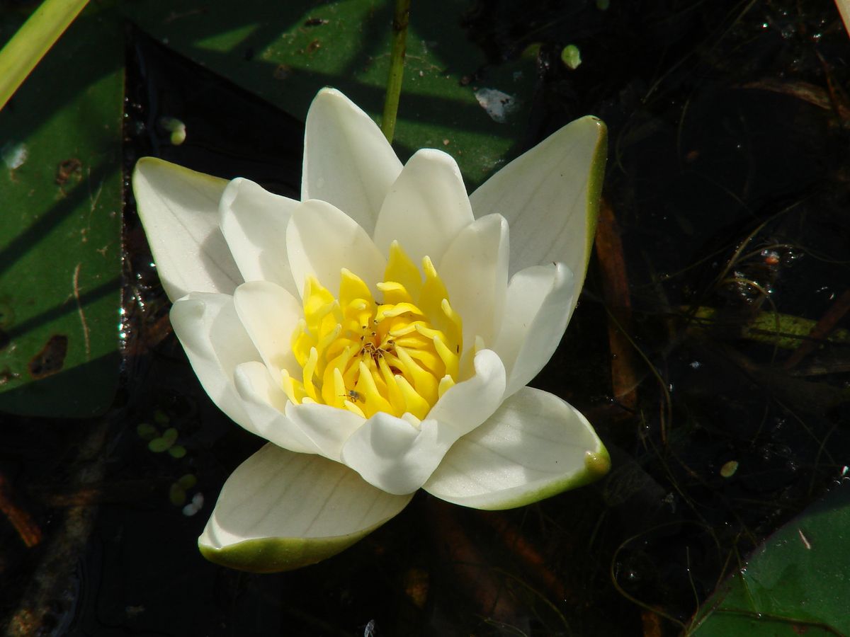 Image of Nymphaea candida specimen.