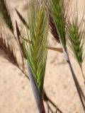 Hordeum leporinum