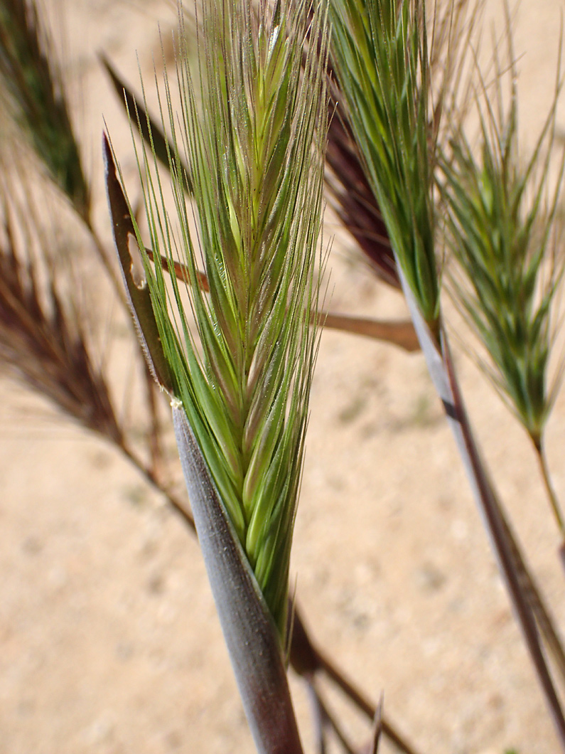 Изображение особи Hordeum leporinum.