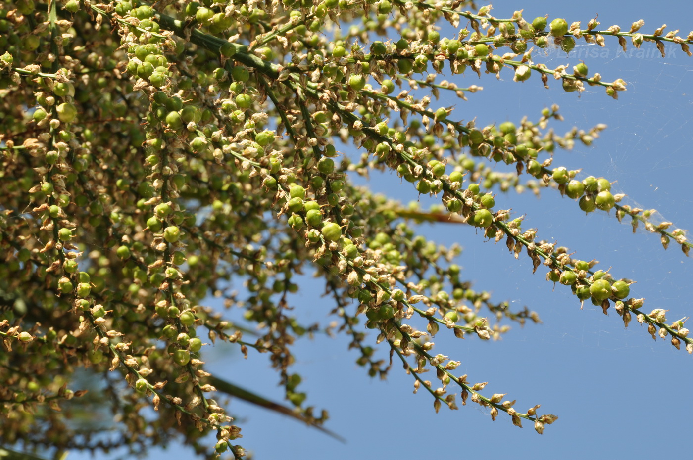 Image of Cordyline australis specimen.