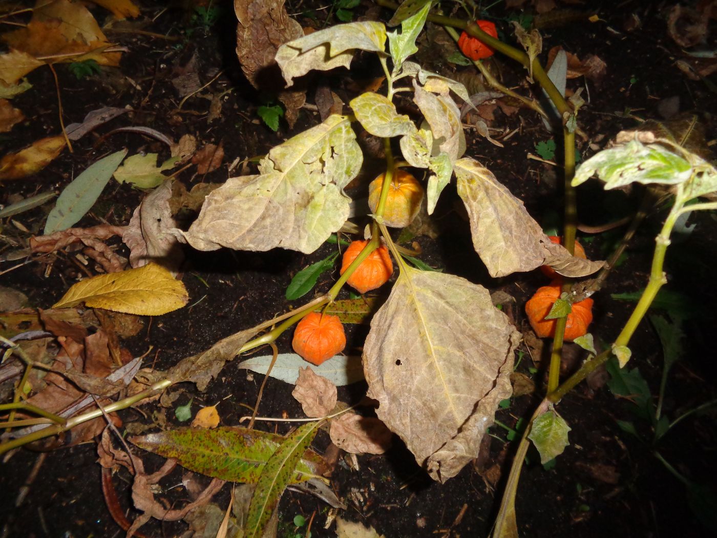 Изображение особи Alkekengi officinarum.