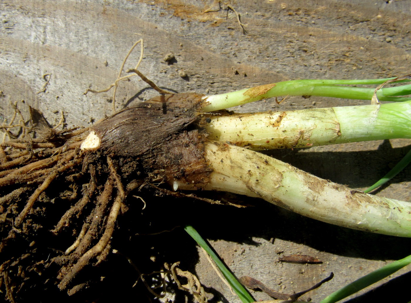 Image of Allium senescens ssp. glaucum specimen.