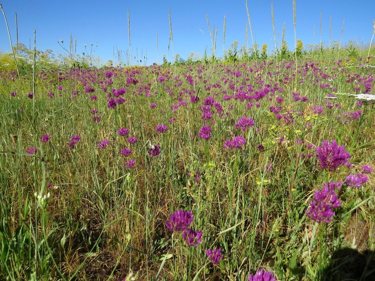 Image of Allium barsczewskii specimen.