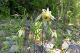 Aquilegia ganboldii