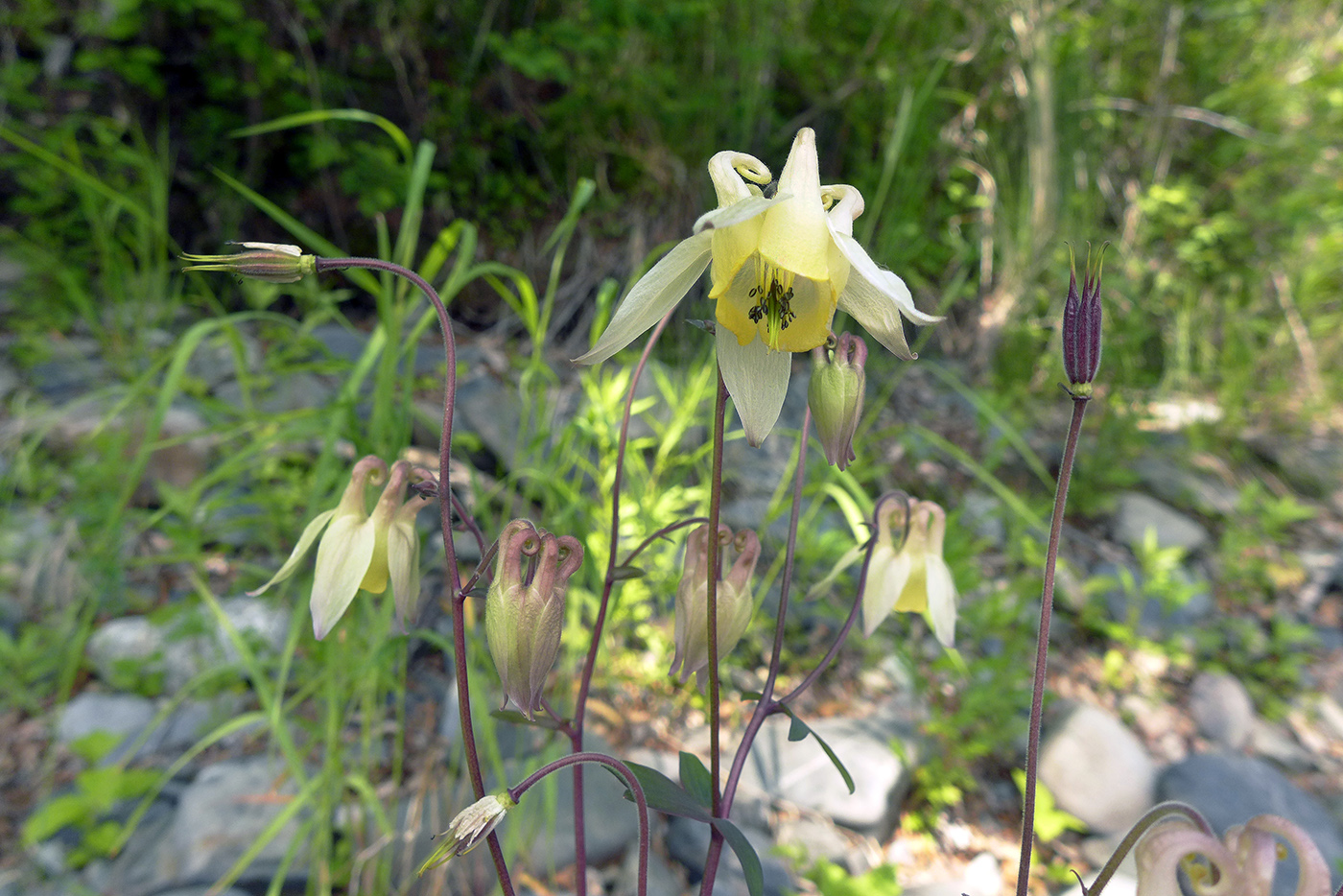 Image of Aquilegia ganboldii specimen.