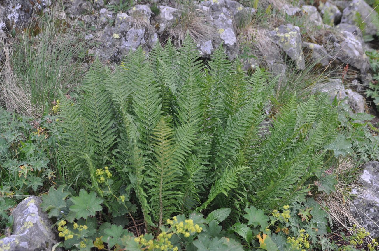 Image of Dryopteris oreades specimen.