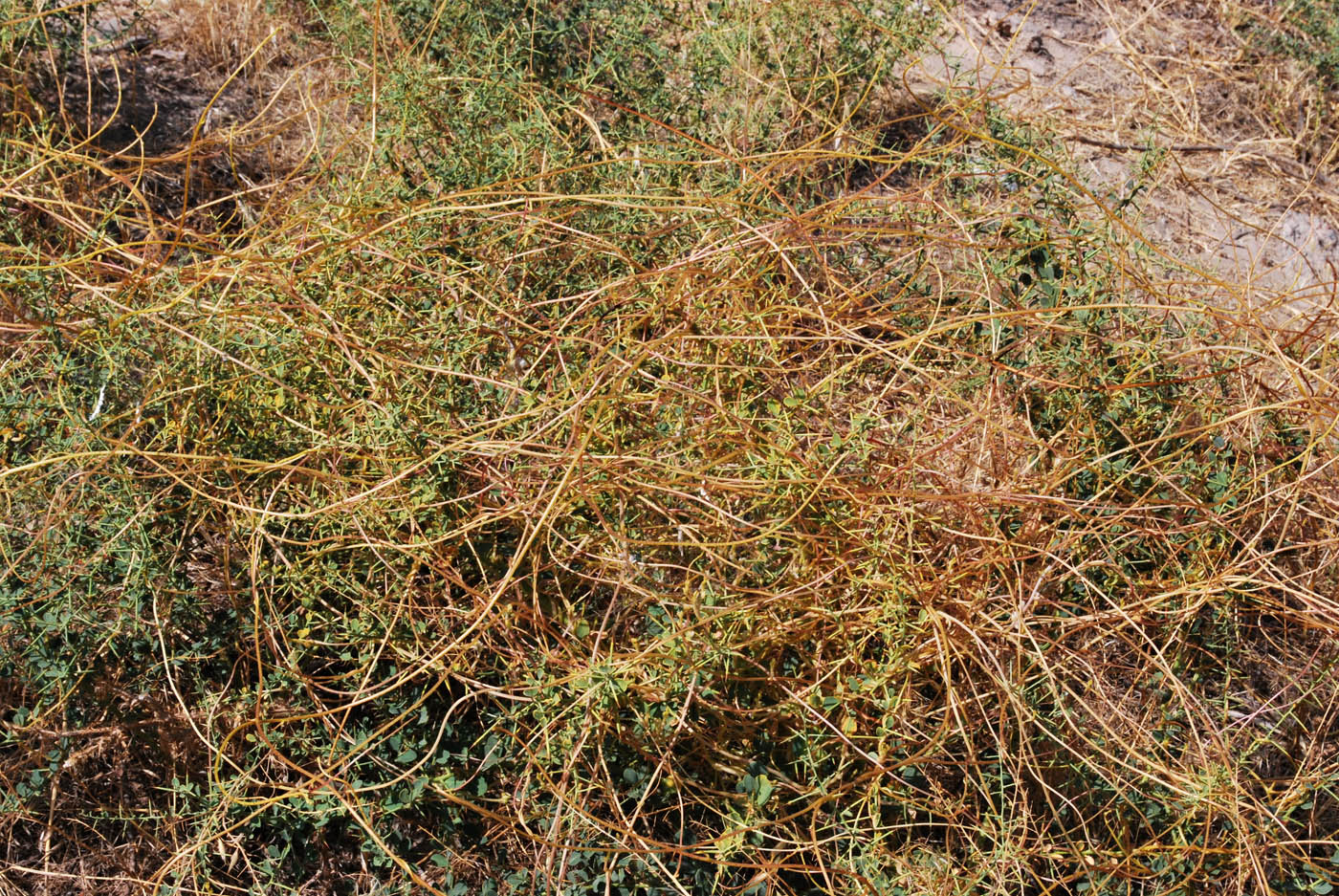 Image of Cuscuta lehmanniana specimen.