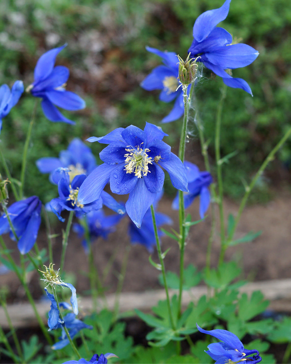 Image of Aquilegia glandulosa specimen.