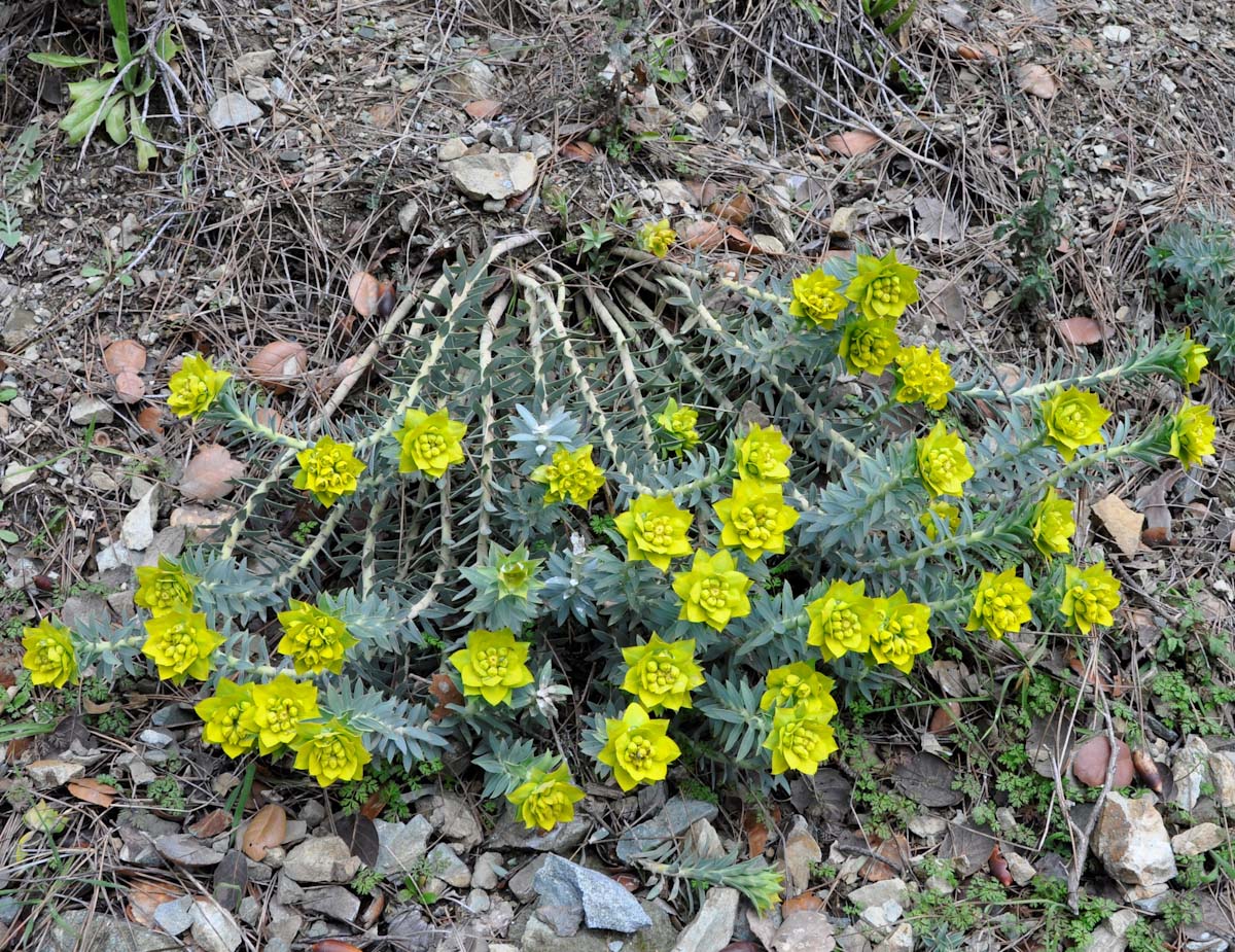 Image of Euphorbia veneris specimen.