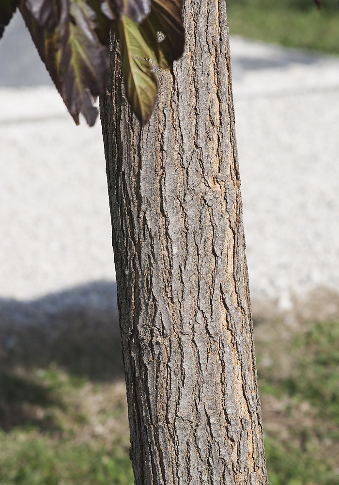 Изображение особи Morus alba.