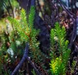 Empetrum nigrum