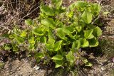 Trachystemon orientalis