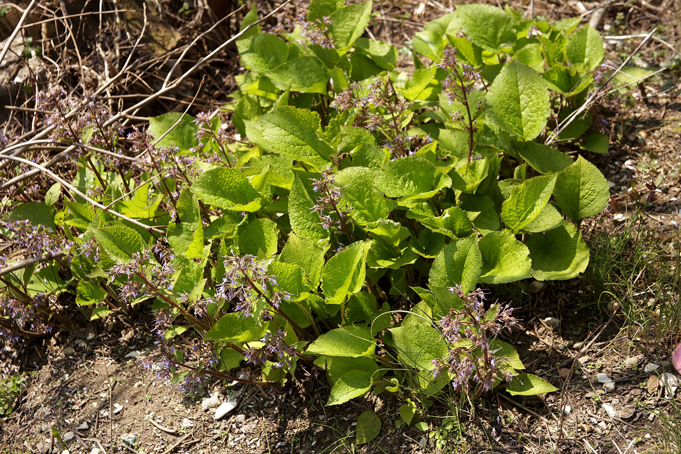 Image of Trachystemon orientalis specimen.