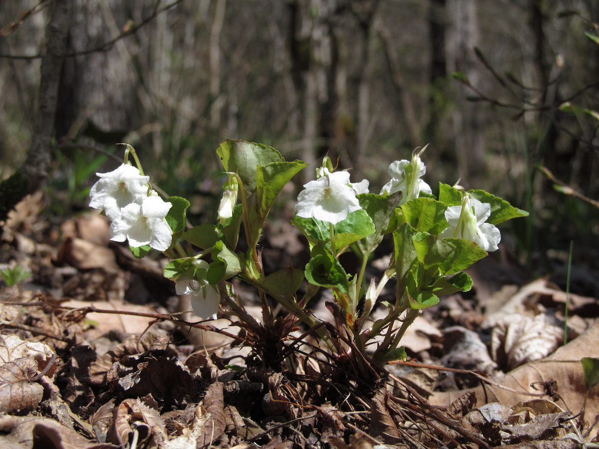 Image of Viola tanaitica specimen.