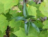 Gentiana cruciata