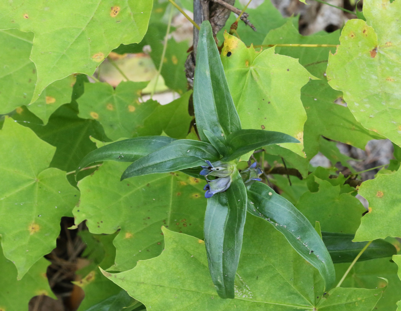 Image of Gentiana cruciata specimen.