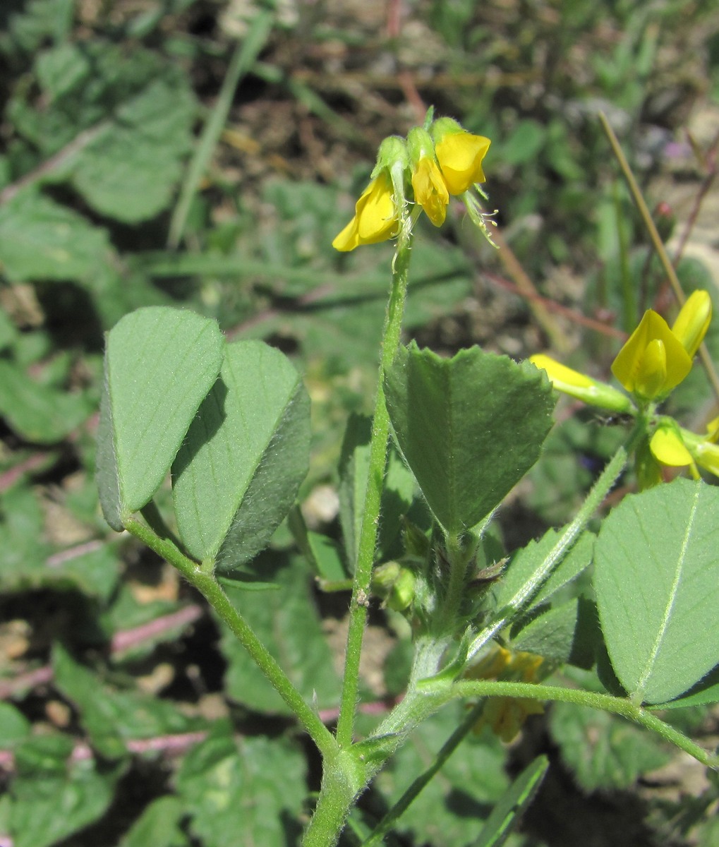 Image of Trigonella calliceras specimen.