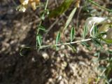 Vicia costata. Лист. Республика Тыва, Эрзинский р-н, низовье р. Нарын, склон песчаного оврага. 23.07.2018.