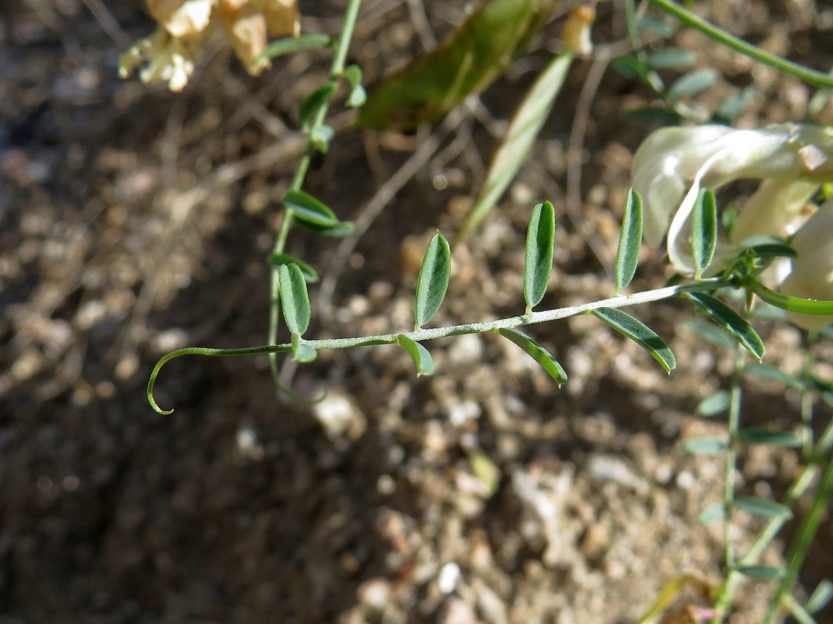 Изображение особи Vicia costata.