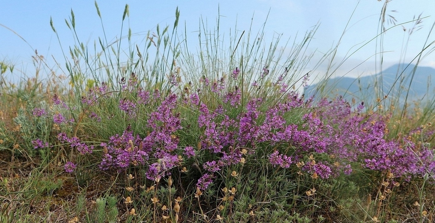 Изображение особи Astragalus tauricus.