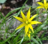 Gagea minima