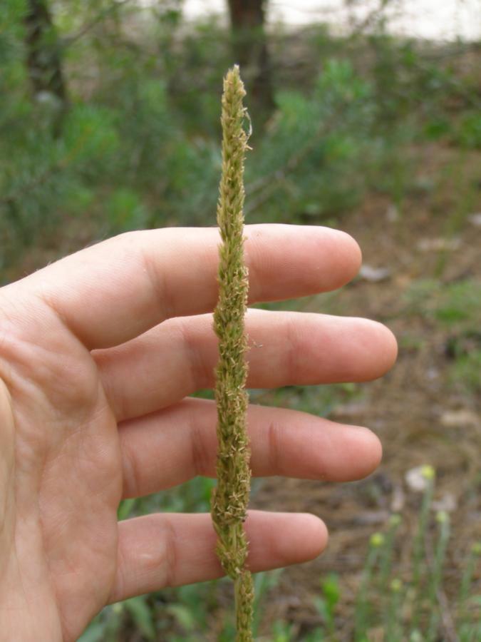 Изображение особи Koeleria glauca.