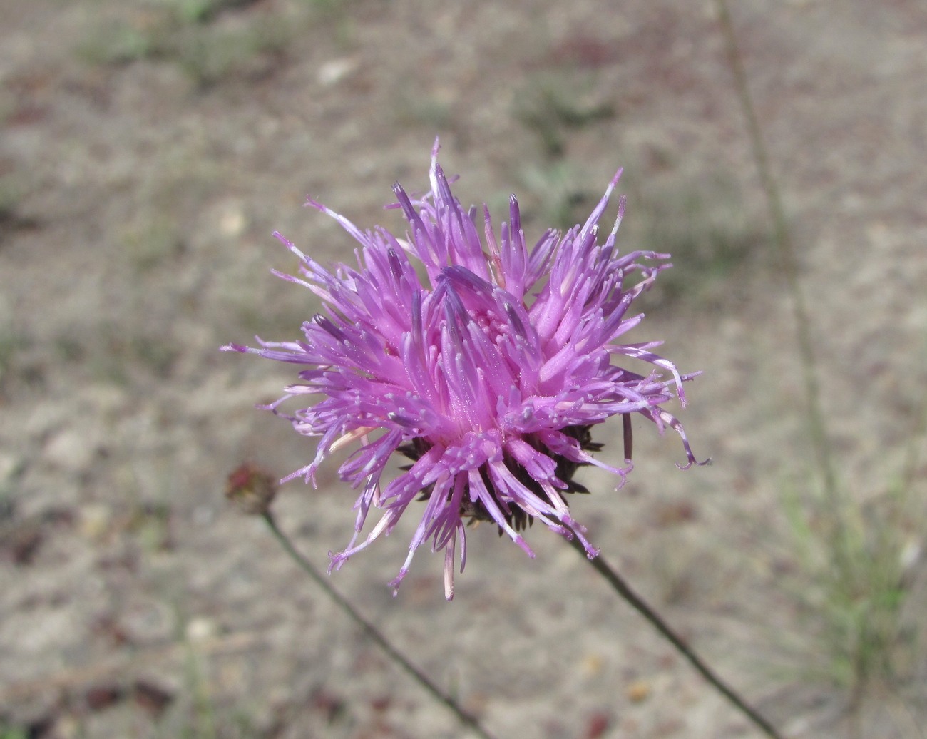Image of Jurinea alata specimen.