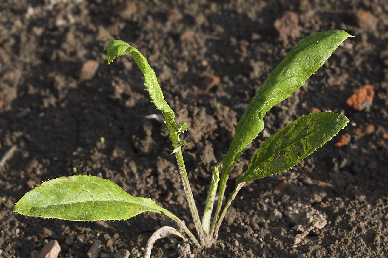 Изображение особи Echinops dissectus.