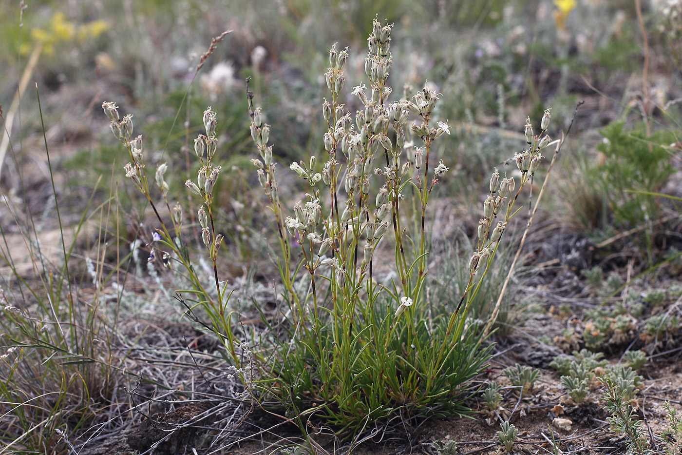 Image of Silene turczaninovii specimen.