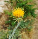 Centaurea solstitialis