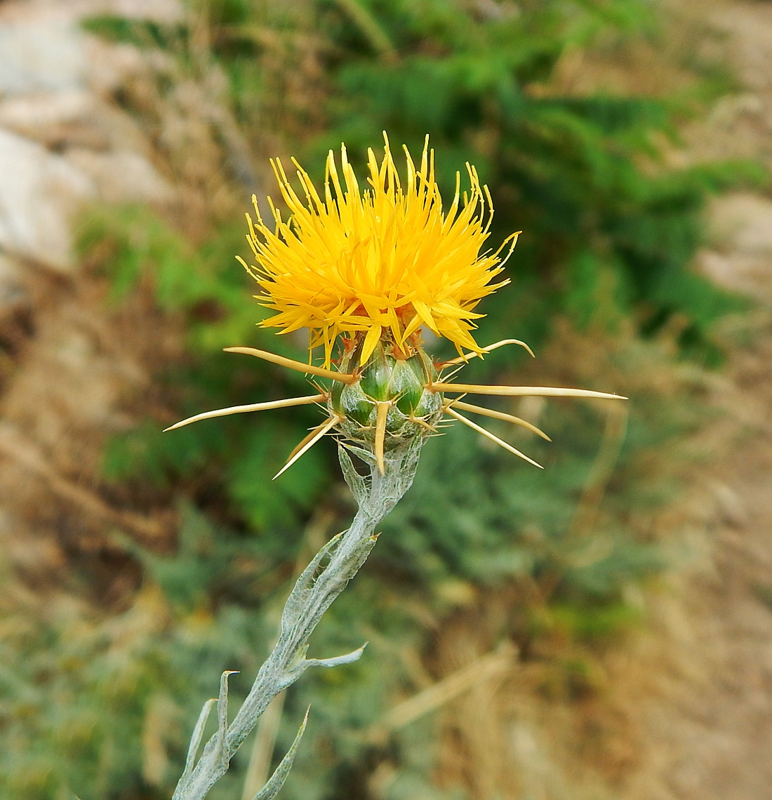 Image of Centaurea solstitialis specimen.