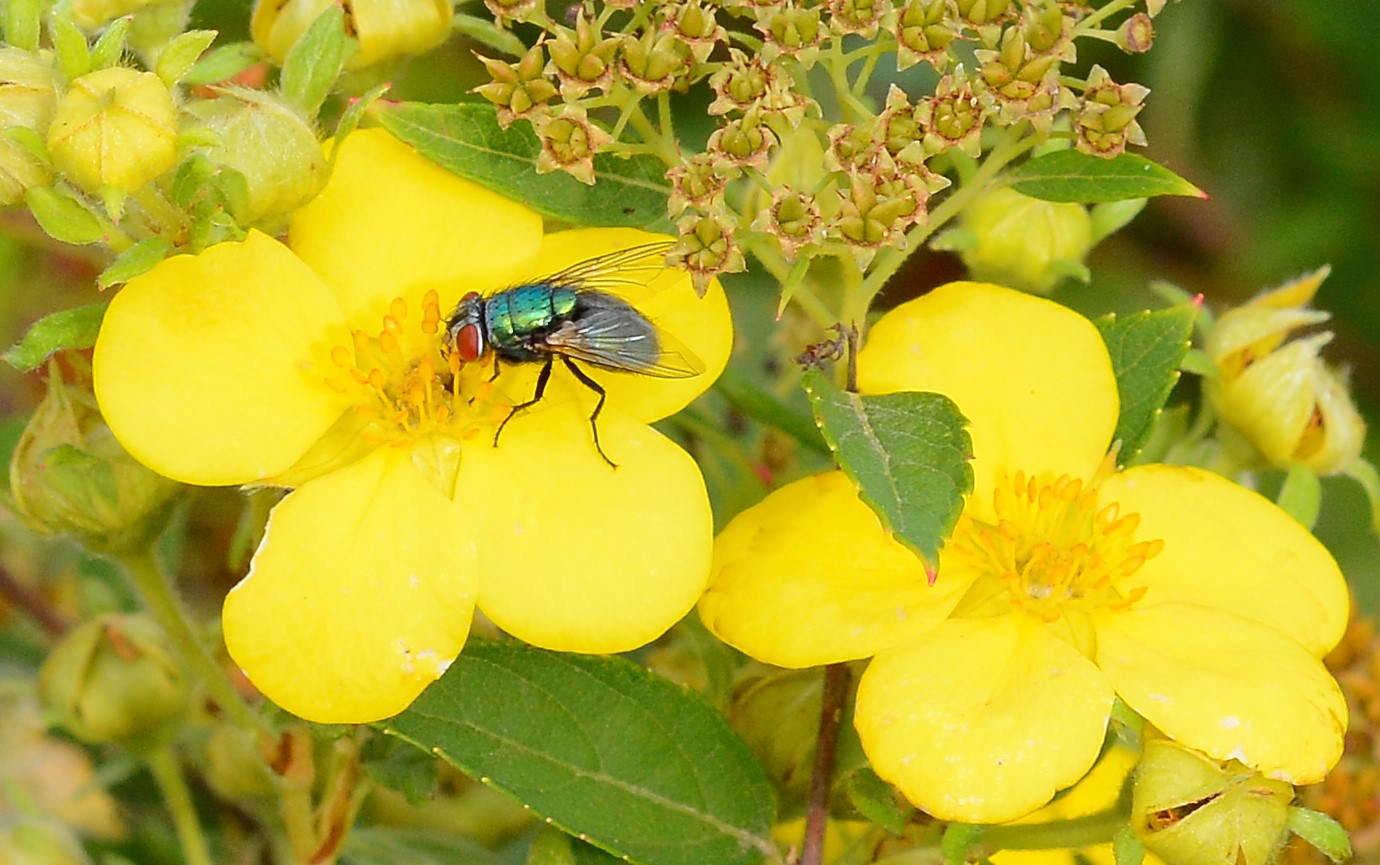 Image of Dasiphora fruticosa specimen.