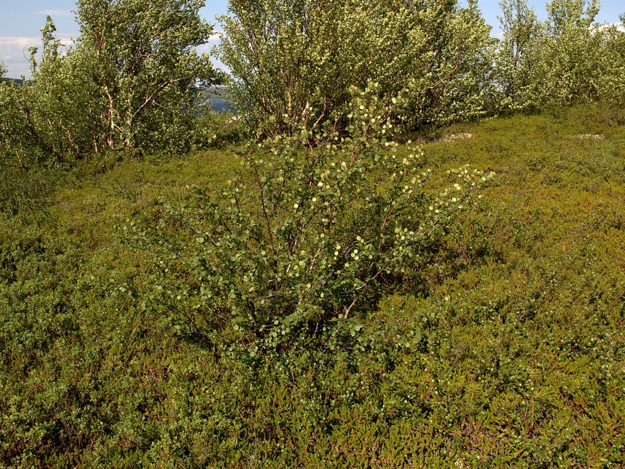 Image of Betula &times; alpestris specimen.
