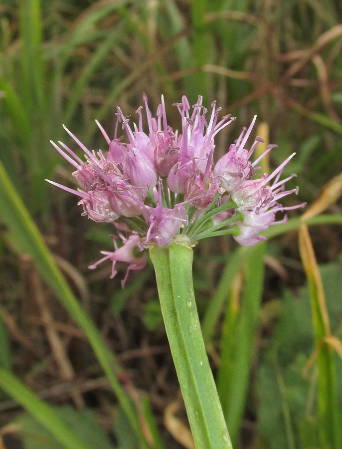 Image of Allium spirale specimen.