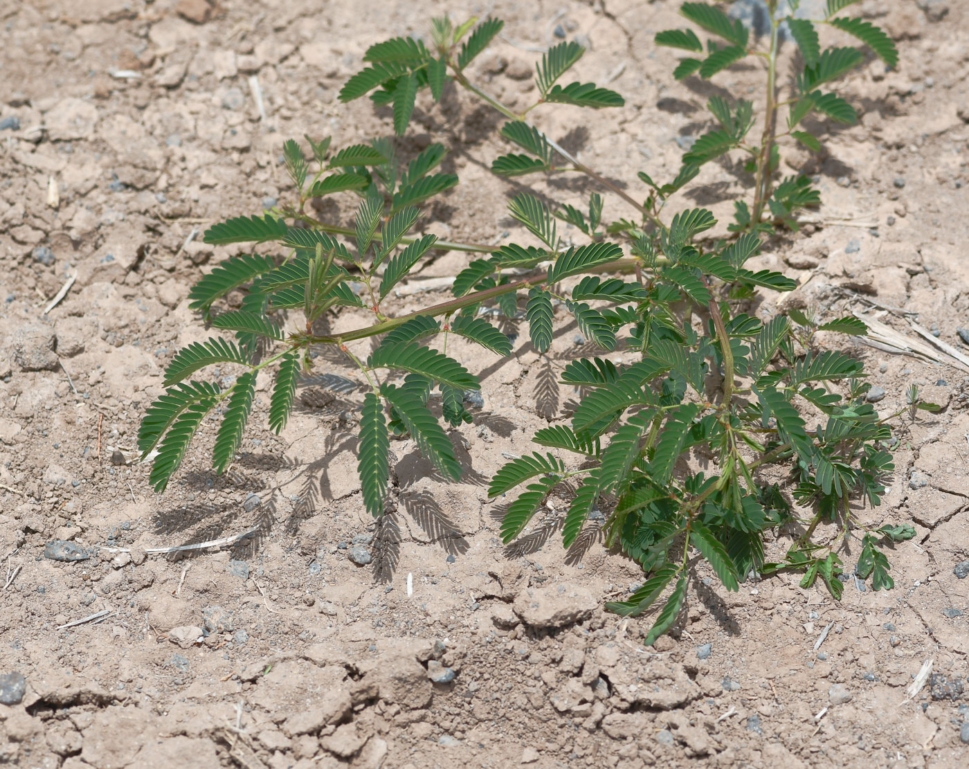 Image of Desmanthus pernambucanus specimen.