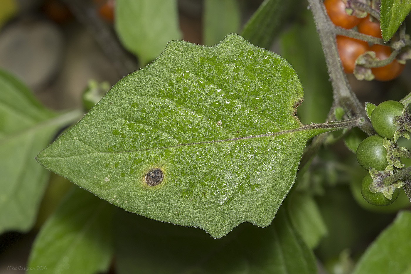 Изображение особи Solanum zelenetzkii.