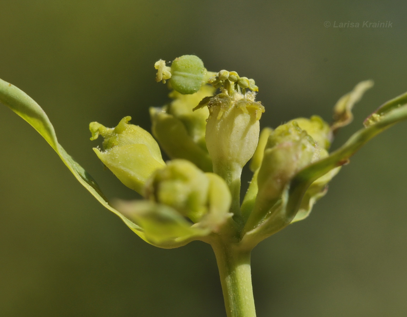 Изображение особи Euphorbia virgata.