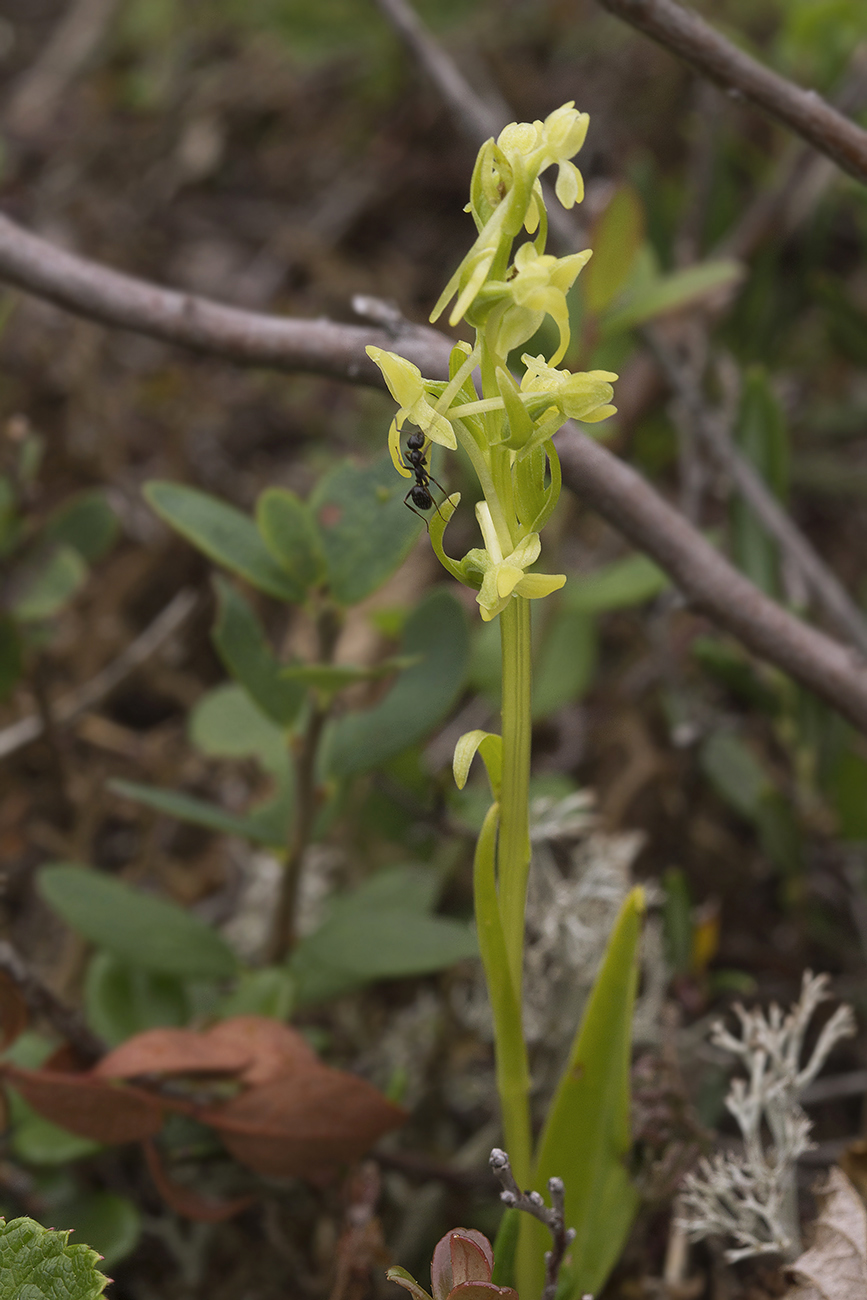 Image of Platanthera tipuloides specimen.