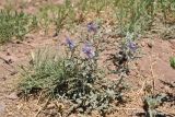 Solanum elaeagnifolium