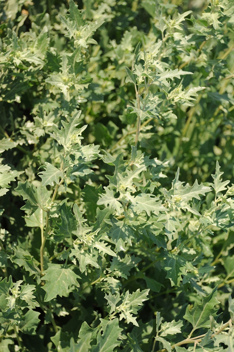 Image of Atriplex tatarica specimen.